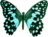 Butterflies graphics