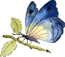 Butterflies graphics