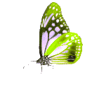 Butterflies graphics