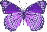 Butterflies graphics