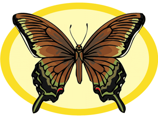 Butterflies graphics