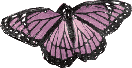Butterflies graphics