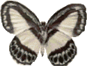 Butterflies graphics