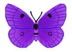 Butterflies graphics