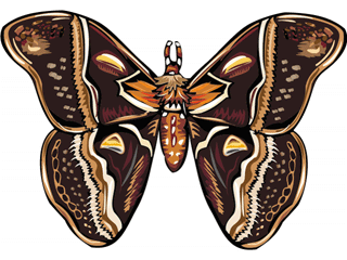 Butterflies graphics