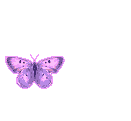 Butterflies graphics