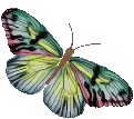Butterflies graphics