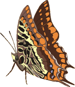 Butterflies graphics
