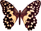 Butterflies graphics