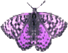 Butterflies graphics