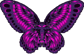 Butterflies graphics