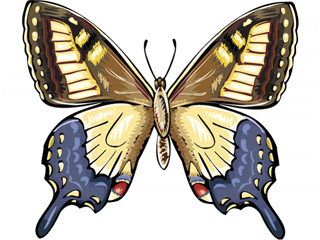 Butterflies graphics