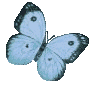 Butterflies graphics