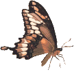 Butterflies graphics