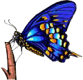 Butterflies graphics