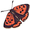 Butterflies graphics