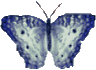 Butterflies graphics