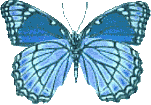 Butterflies graphics