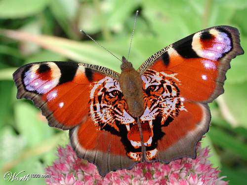 Butterflies graphics