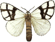 Butterflies graphics