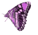 Butterflies graphics