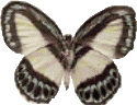 Butterflies graphics
