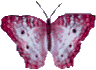 Butterflies graphics