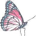 Butterflies graphics