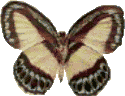 Butterflies graphics