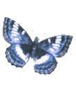 Butterflies graphics