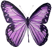 Butterflies graphics