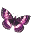 Butterflies graphics