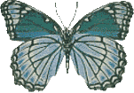 Butterflies graphics