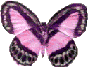 Butterflies graphics