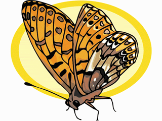 Butterflies graphics
