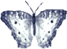 Butterflies graphics