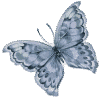 Butterflies graphics