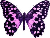 Butterflies graphics