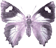 Butterflies graphics