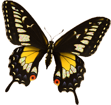 Butterflies graphics