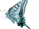 Butterflies graphics