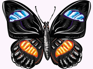 Butterflies graphics