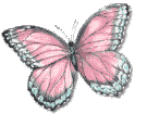 Butterflies graphics