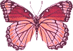 Butterflies graphics