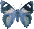 Butterflies graphics