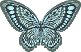 Butterflies graphics