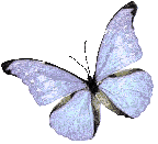 Butterflies graphics