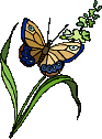 Butterflies graphics