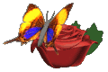 Butterflies graphics
