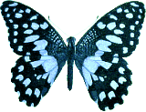 Butterflies graphics
